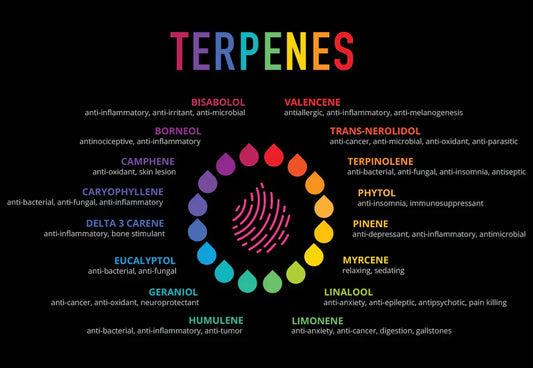 Terpenes That Often Help with Headaches/Migraines