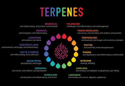 Terpenes That Often Help with Headaches/Migraines