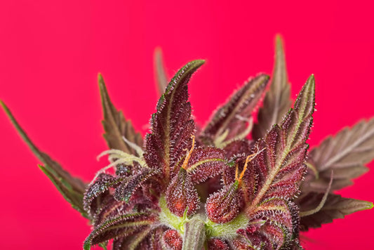 Obscure Cannabis Strains 2026: The Hidden Gems Worth Hunting (No-BS Deep Cuts for Real Heads)