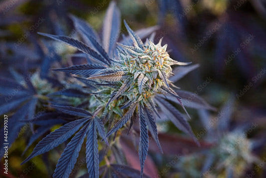 Dessert Traps: The Sweet Strains That Take You Hostage By Dean Rodriguez, The Stoner Review 🔥🍮