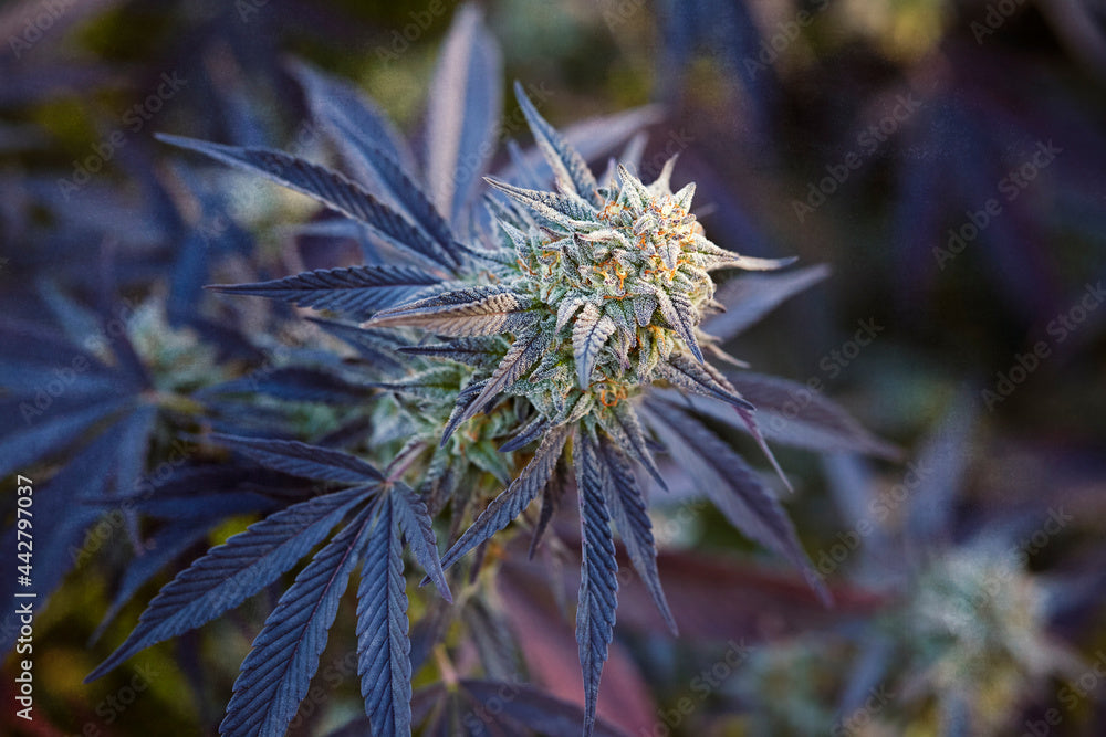 Best dessert cannabis strains — sweet traps that take you hostage, by The Stoner Review