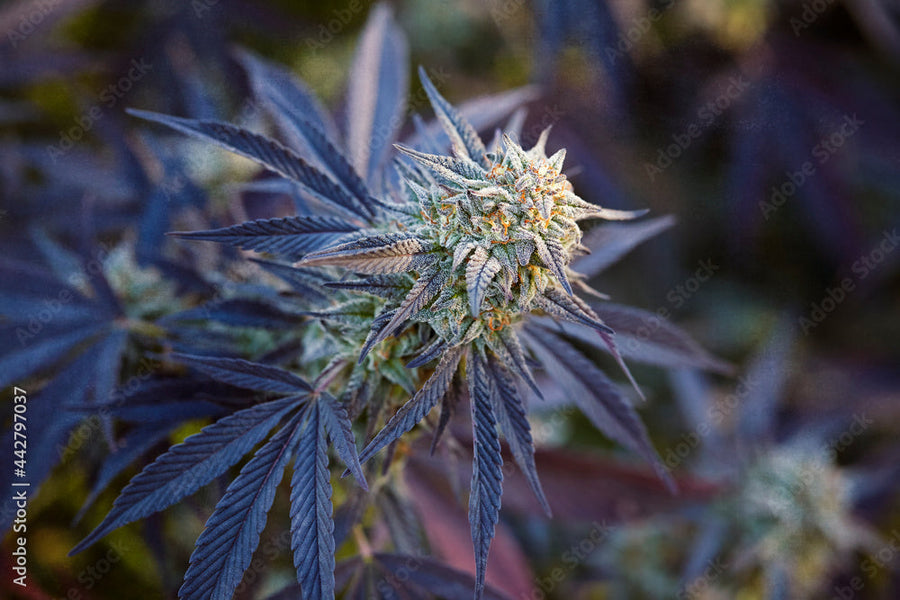 Best Dessert Cannabis Strains: The Sweet Traps That Take You Hostage