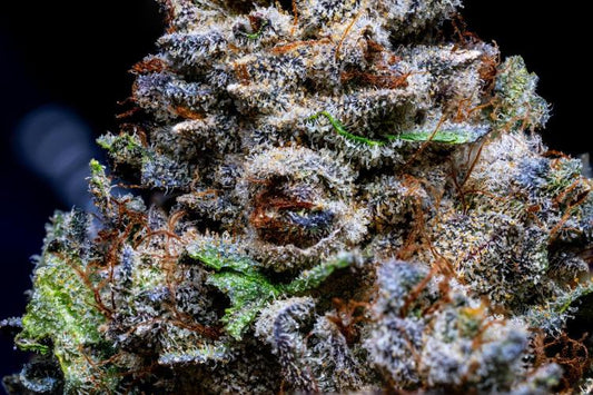 Jelly Donutz Strain Review: The Frosted Donut That Hits Like a Sugar Rush with a Diesel Kick 🍩🔥