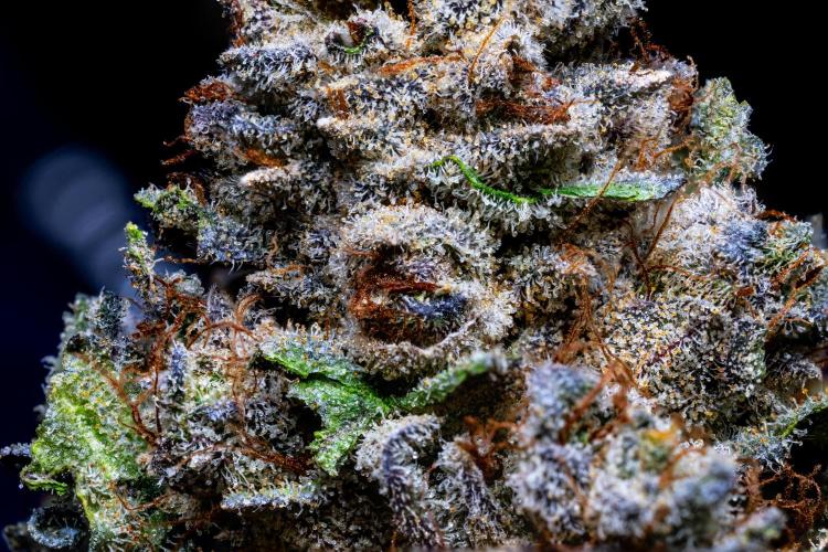 Jelly Donutz Strain Review: The Frosted Donut That Hits Like a Sugar Rush with a Diesel Kick 🍩🔥