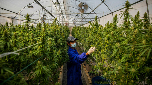 Thailand’s 420 Reckoning: Green Rush to Regulated Grind – What the Land of Smiles Teaches Every Stoner