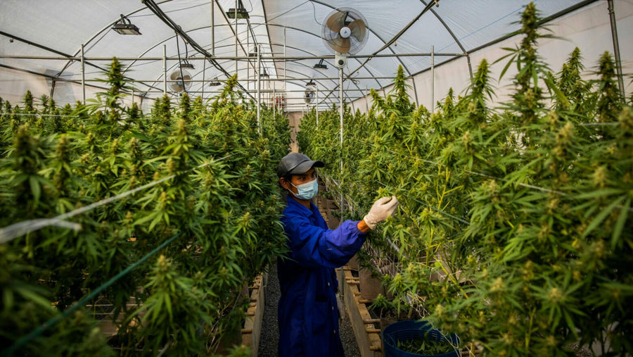 Thailand’s 420 Reckoning: Green Rush to Regulated Grind – What the Land of Smiles Teaches Every Stoner