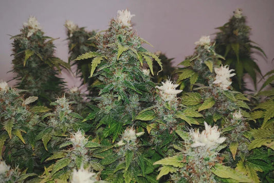 The Weed Scene in Sweden: Zero Tolerance in the Land of the Midnight Sun