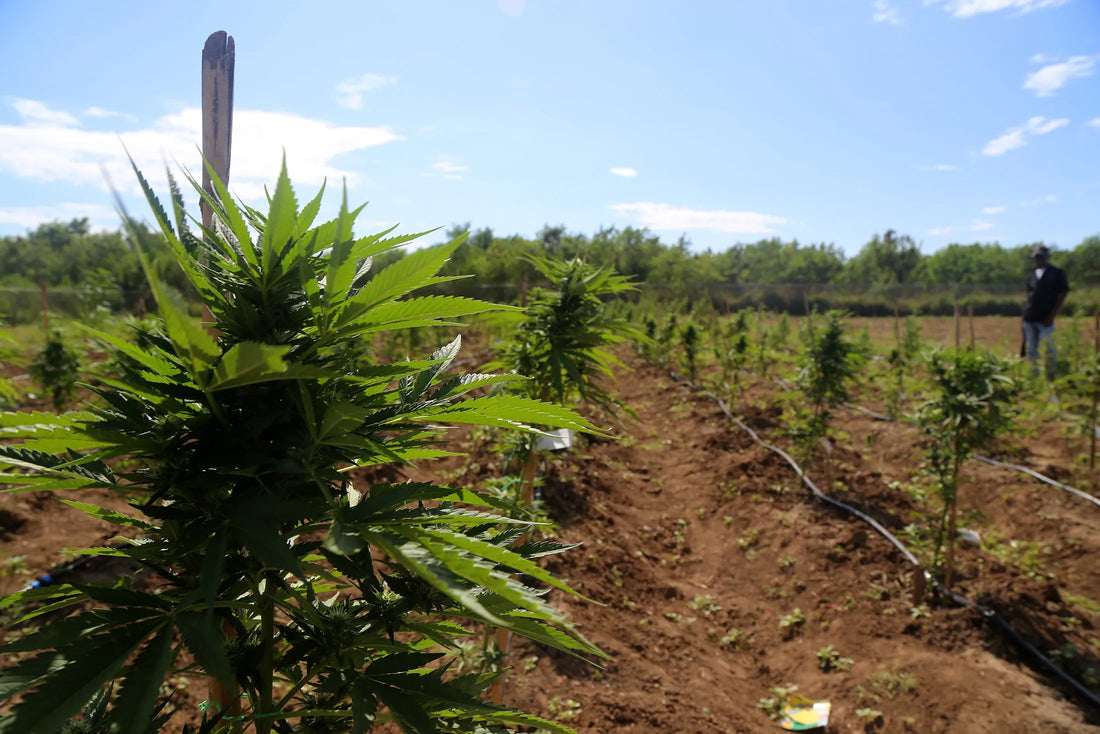 Jamaica's Weed Scene in 2026: Sacred Ganja, Rasta Roots, and a Regulated Renaissance – A Stoner's Tale