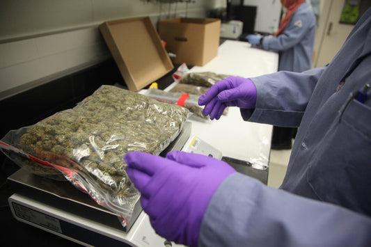 Cannabis Use Linked to Higher Testosterone Levels in Young Men, Swiss Study Finds