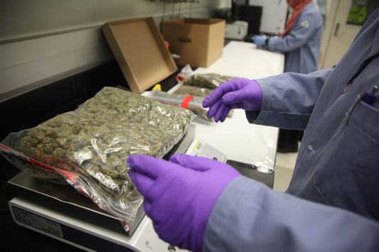 El Uso de Cannabis se Asocia con Niveles Más Altos de Testosterona en Hombres Jóvenes, Según Estudio Suizo
