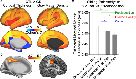 There’s no single “age” when lifelong stoners develop cognitive decline — it varies significantly based on factors like age of onset, frequency/dosage, duration, genetics, and whether use continues.