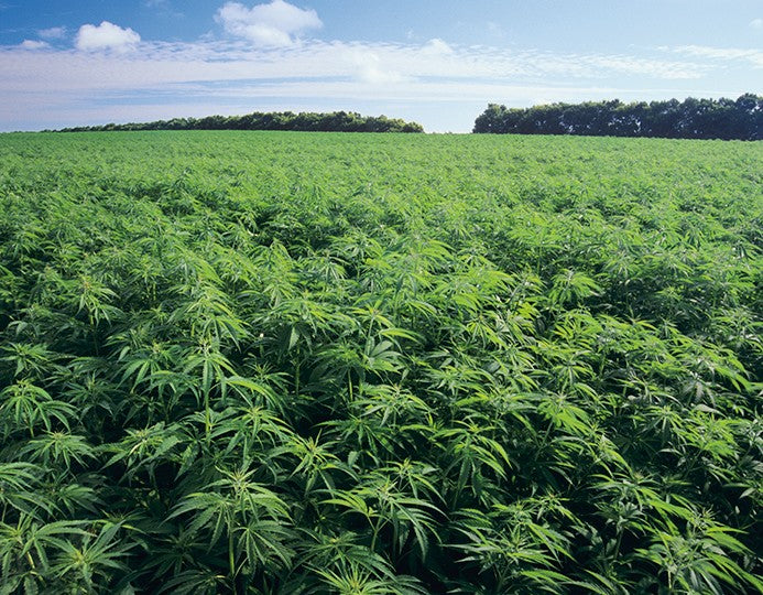 The Corporate Cash Grab: Trump's Cannabis "Reform" Was Never About Freedom, Patients, or Ending the War on Drugs—It Was Straight-Up Money in the Bank for the Suits Who Paid to Play.