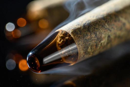 King Louis XIII 1G Infused Pre-Roll with Glass Tip Review | Heavy Indica Effects