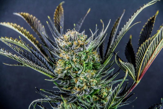 Mimosa Strain Review Score: 8.7/10 🔥🍊