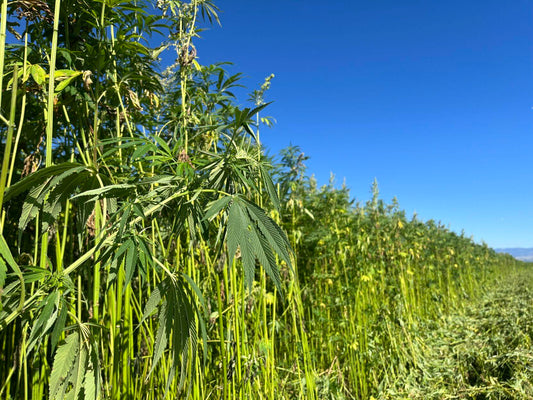 The Hemp Victory – Fiji’s First Legal Step Toward a Greener Future