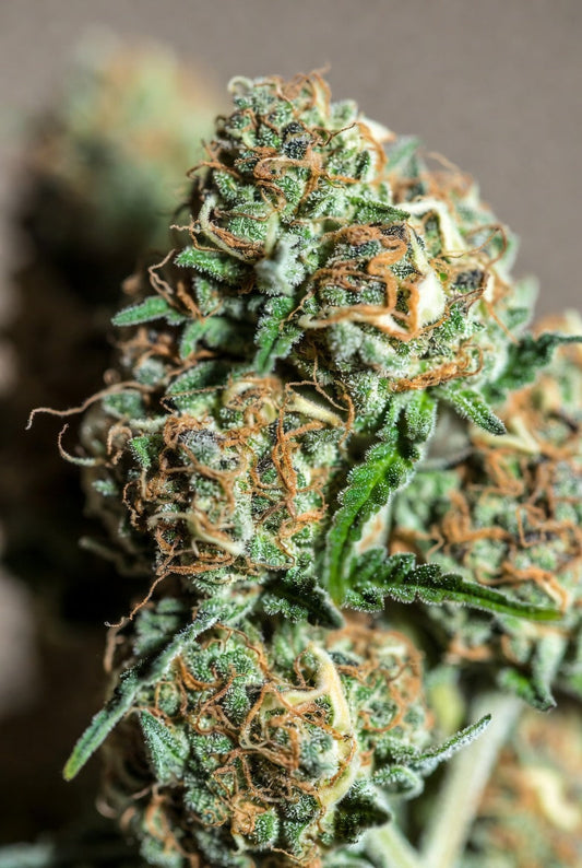 Sour Diesel Strain Review 2026: The Energizing Sativa Delivering Classic Diesel Fuel Aromas, Cerebral Clarity, and Uplifting Focus for New Jersey Consumers