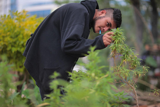 Mexican Cannabis vs. American Cannabis: Tradition vs. Technology