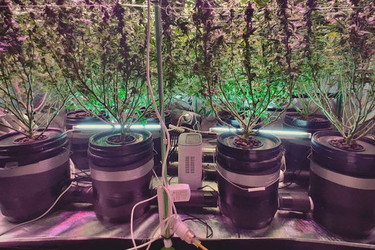 Best Nutrients for Hydro Cannabis in 2026 I The Stoner Review