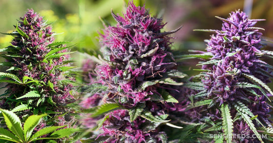 Strains Blowing Up: Gas, Jelly, and Dessert Bombs June 2026 Dispatch from the Trenches – The Stoner Review