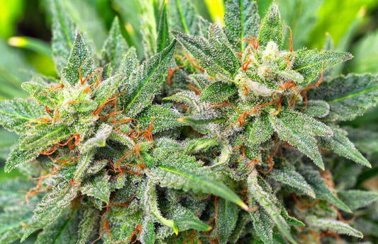 The Cookies Family Strains: The Legendary Lineage That Shaped Modern Dessert Cannabis in 2026