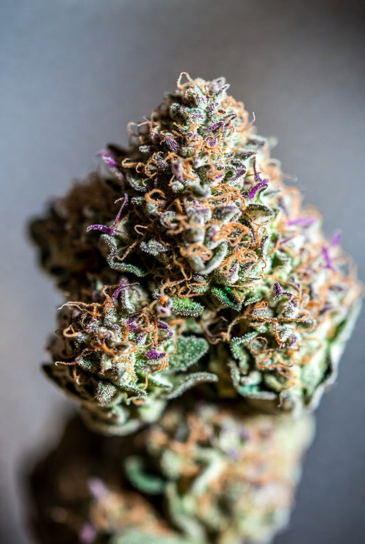 Wedding Cake Strain Review 2026: The Premium Hybrid Delivering Sweet Vanilla Cake Flavors, Balanced Euphoria, and Deep Relaxation for New Jersey Enthusiasts