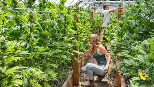 Biodynamic Cannabis Practices (2026)