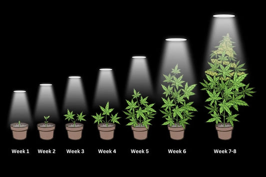 How to Feminize Autoflower Seeds: Challenges, Techniques & What Actually Works