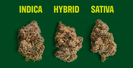 Sativa vs. Indica vs. Hybrid: We Painstakingly Smoked Every Variation and Here’s What We Actually Found in 2026