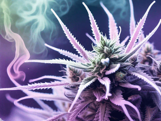 The Runtz Lineage Explored: How Zkittlez × Gelato Created the Candy Strain Empire Dominating 2026