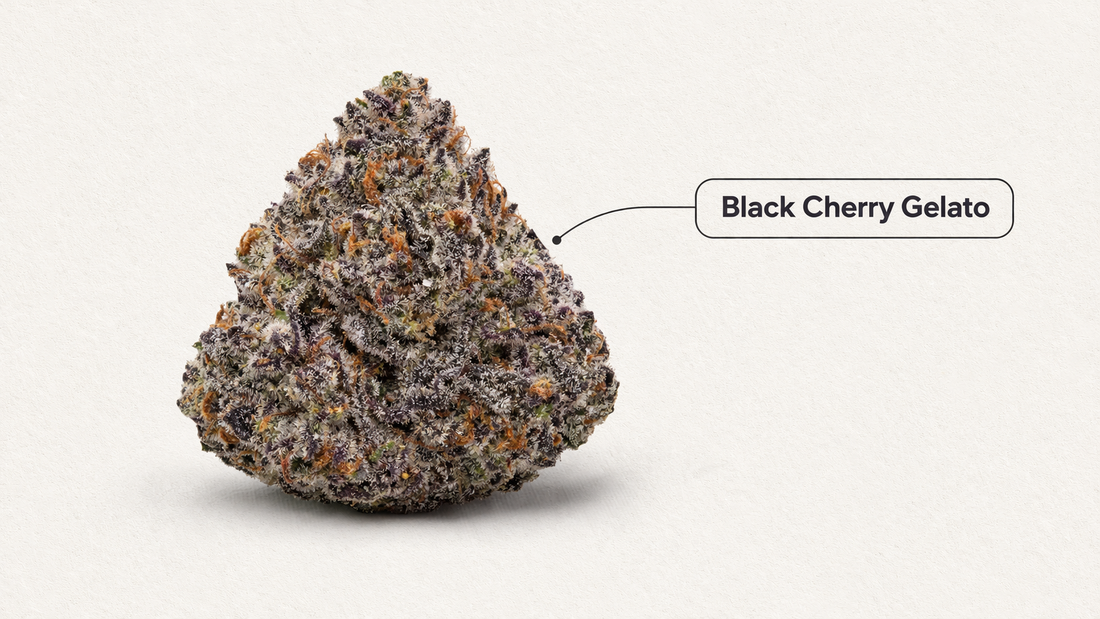 Black Cherry Gelato Strain Review by The Stoner Review