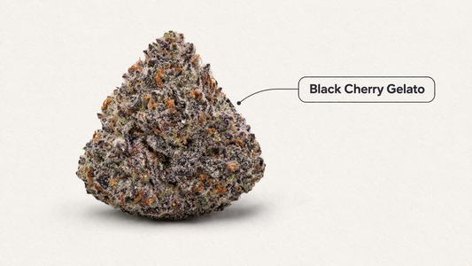 Black Cherry Gelato Strain Review by The Stoner Review