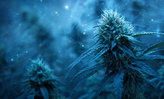 Best hybrid cannabis strains 2026 Blue Dream Gelato Wedding Cake GSC Runtz The Stoner Review