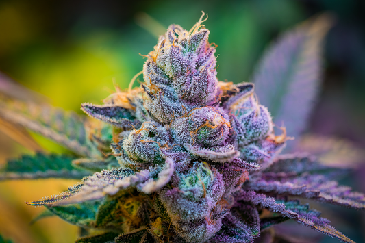 Kimbo Kush by Full Tilt Labs Review: Heavy Indica Effects, Berry Kush Flavor & Deep NJ Relaxation (9.4/10)