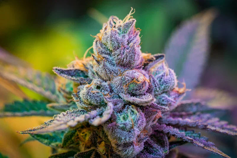 Hollywood Strain Review (by Cookies) The Stoner Review