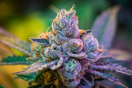 Hollywood Strain Review (by Cookies) The Stoner Review