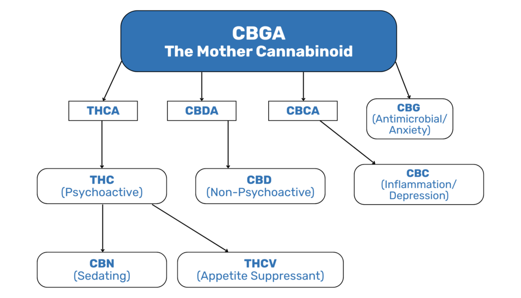 Minor Cannabinoid Interactions: The Hidden Orchestra Behind That Next-Level Live Resin High