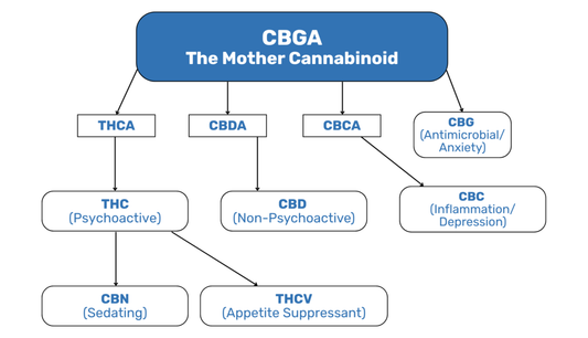 Minor Cannabinoid Interactions: The Hidden Orchestra Behind That Next-Level Live Resin High