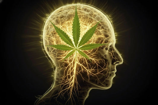 “Best strains for midday focus / afternoon productivity”