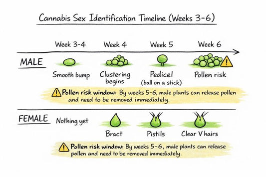 How to Sex Cannabis Plants: Male vs Female Identification Guide for Growers