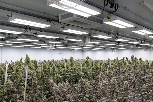 Clade9 Cultivation Deep Dive: From South Central Hustle to Precision Indoor Fire theStonerReview.com Field Notes – May 2026