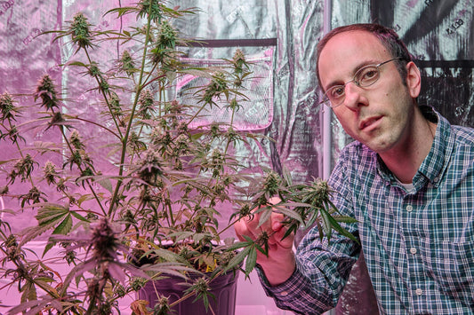 Career Paths After Cannabis Degrees & Certificates (2026)