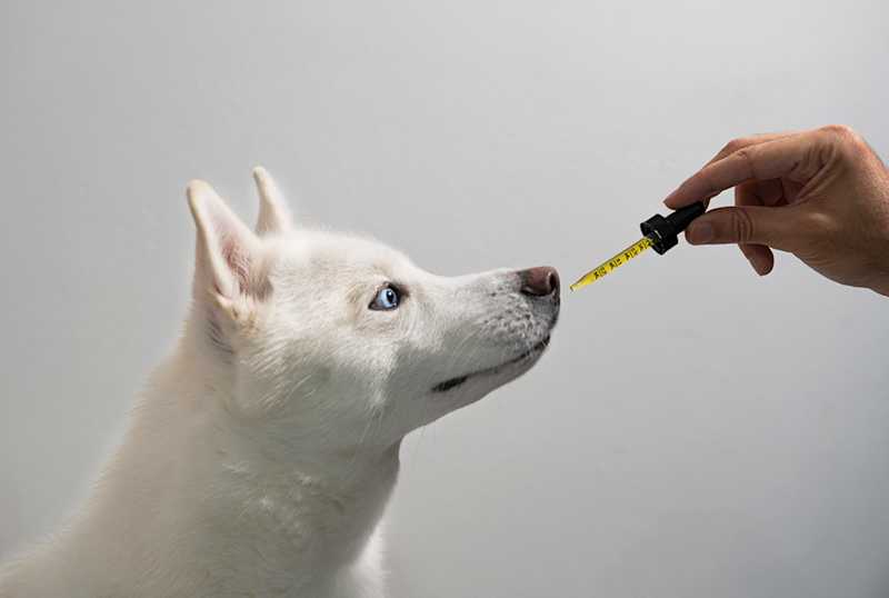 Cannabis 2026: Maryland-Style Vet Laws Are Expanding—Real Talk on Dosing Fido (and Fluffy) Without Getting Raided