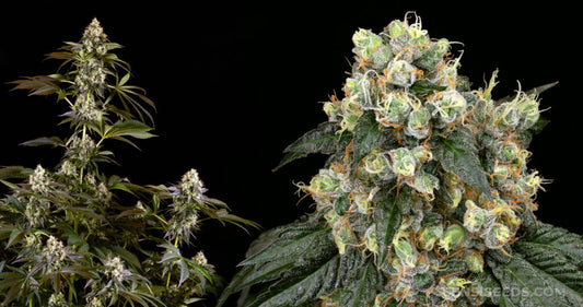 Obama Runtz Strain Review: The Presidential Purple Powerhouse That Actually Delivers
