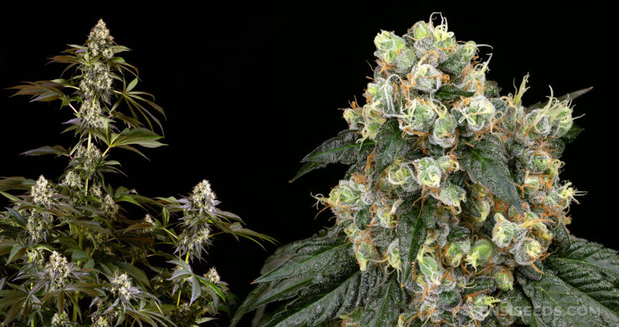 Obama Runtz Strain Review: The Presidential Purple Powerhouse That Actually Delivers