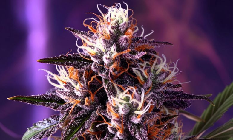 Top-Rated Strains for Migraines