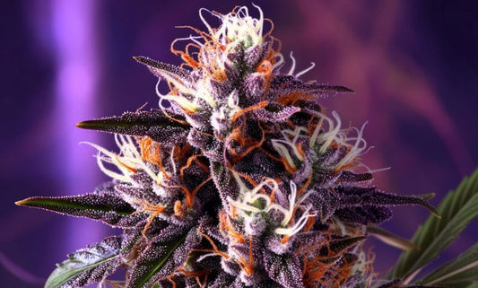 Post-420 Recovery Guide: Best Edibles, Strains & Tips for Monday Blues