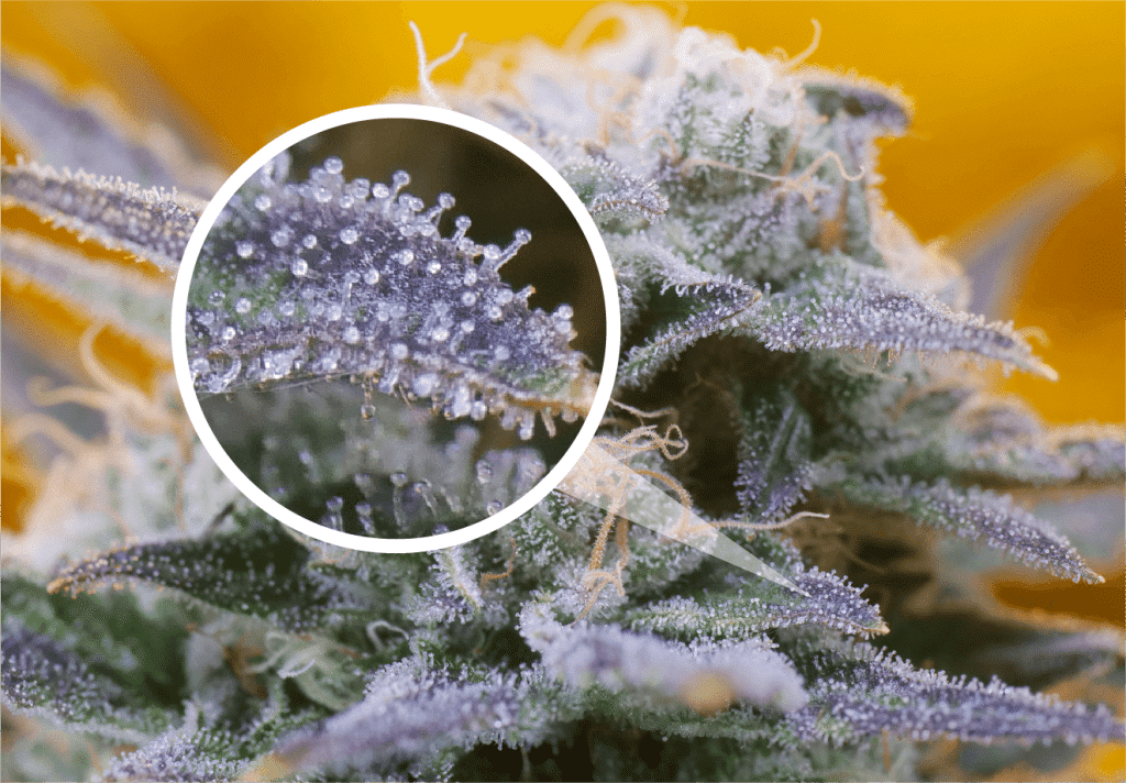 Nutrient Overload: Why Your Cannabis Plants Aren’t Underfed — They’re Overloaded (2026 Grower’s Guide)