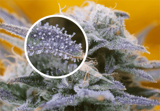 Nutrient Overload: Why Your Cannabis Plants Aren’t Underfed — They’re Overloaded (2026 Grower’s Guide)
