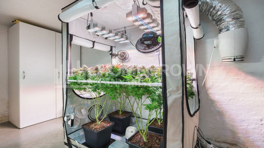 The Stoner Review.com presents: The Ultimate Indoor Sativa Grow Guide – One Plant in a Big Tent for Maximum Yields in Northern US Conditions.