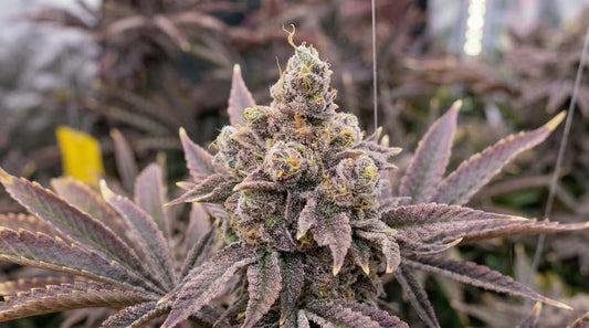 Hash Burger Deep Dive: Why Leafly’s 2025 Strain of the Year Is Still Slapping Hard in Mid-2026